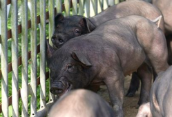 黑猪视频,揭秘猪界“明星”的日常生活